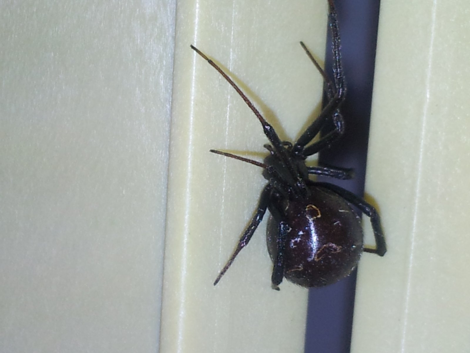 fumigaciones contra arañas viuda negra