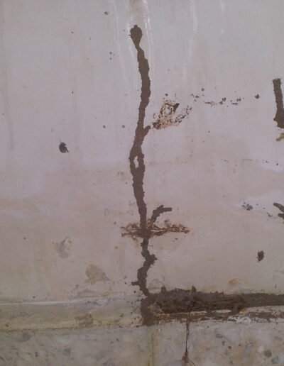 fumigacion termitas monterrey