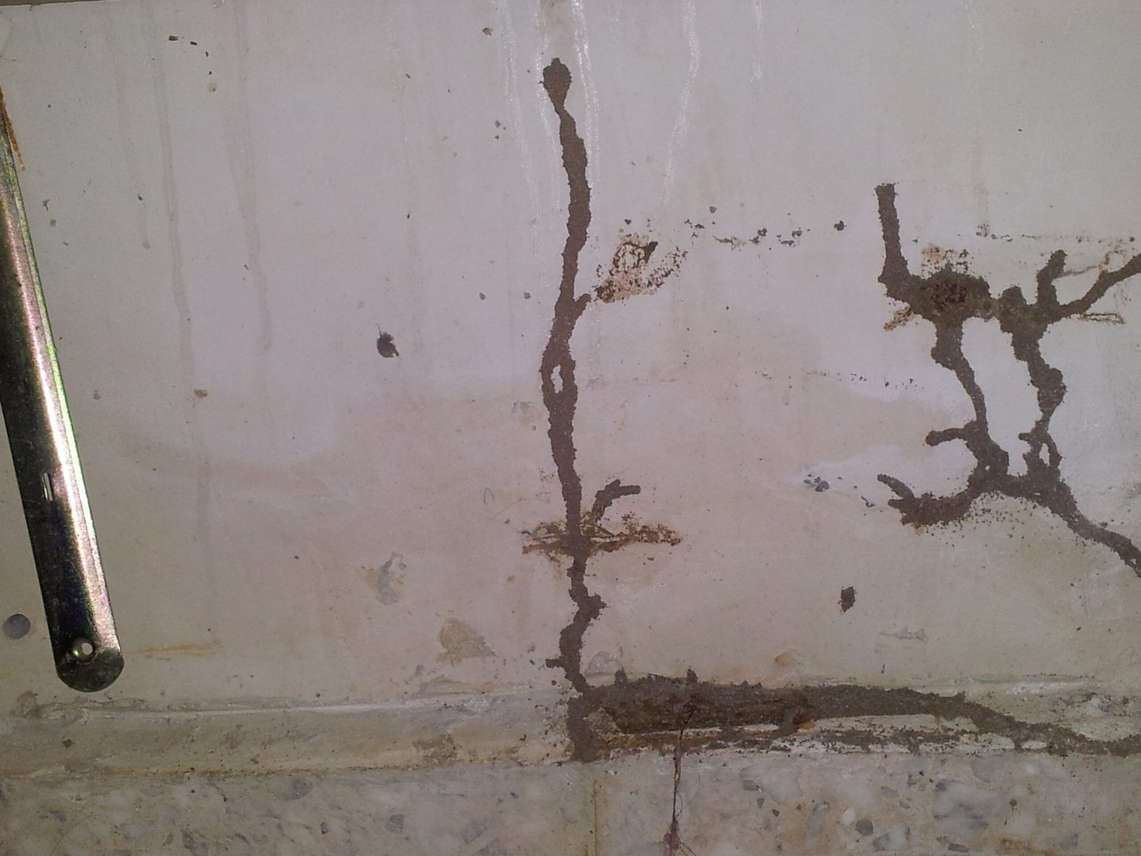 fumigacion termitas monterrey