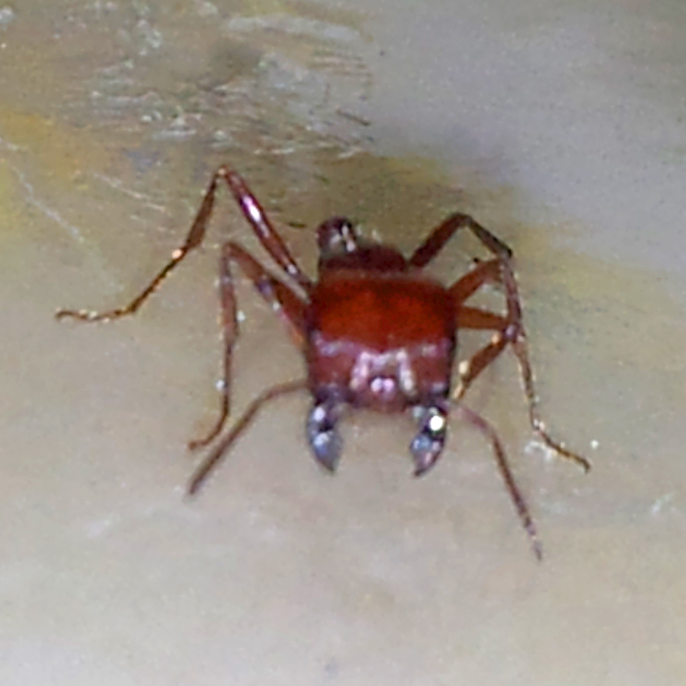 fumigacion de hormigas monterrey