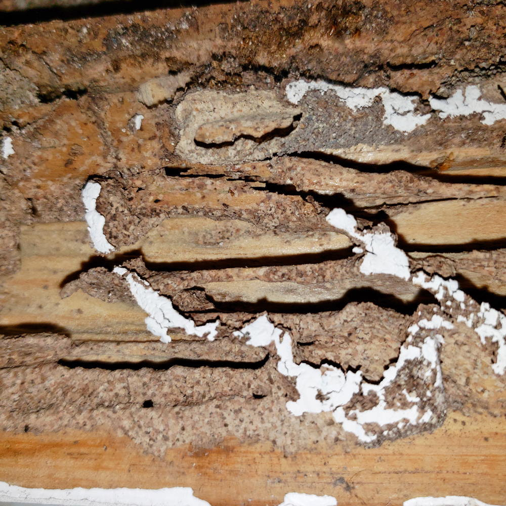 fumigacion de termitas monterrey