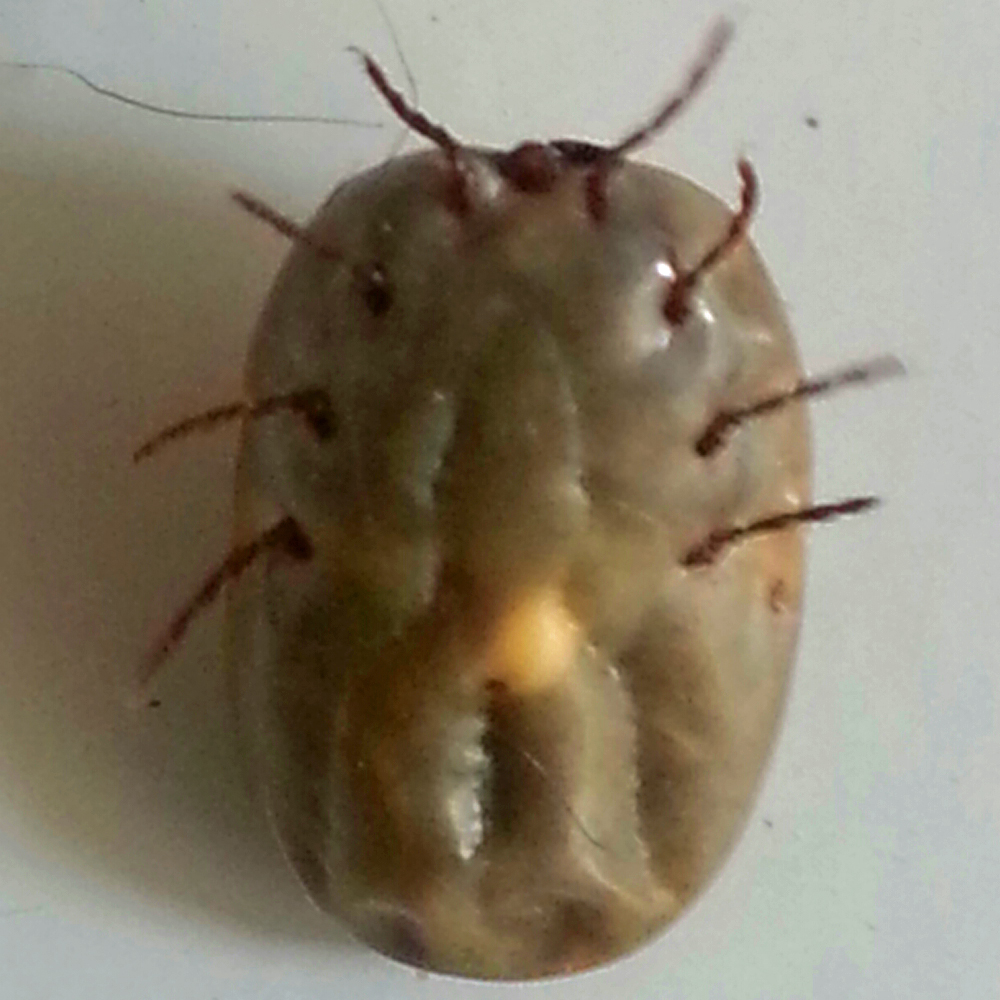 fumigacion garrapatas