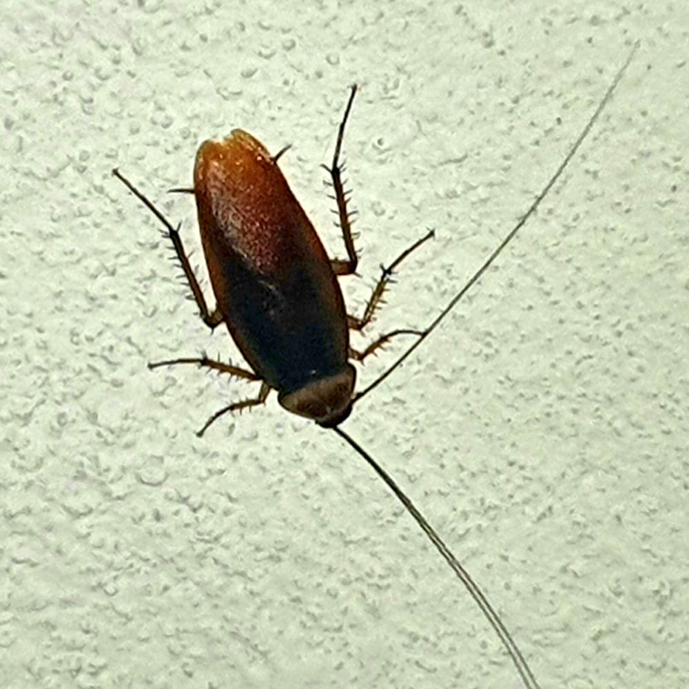 cucaracha americana_grande